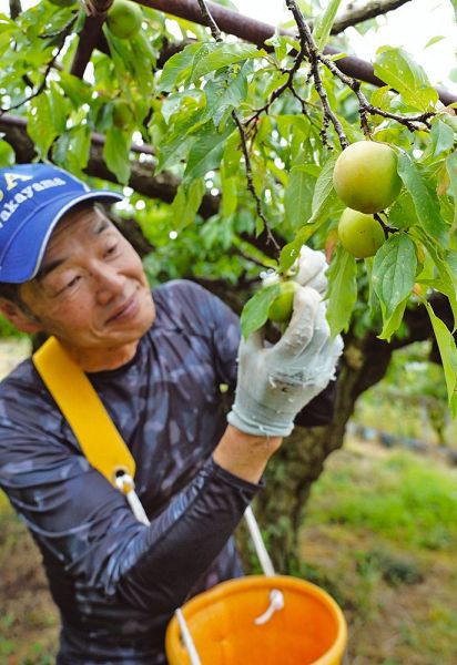 旬の果物 味わって スモモ収穫始まる、和歌山県紀南(AGARA 紀伊民報)|dメニューニュース(NTTドコモ) 旬の果物 味わって スモモ収穫始まる、和歌山県紀南