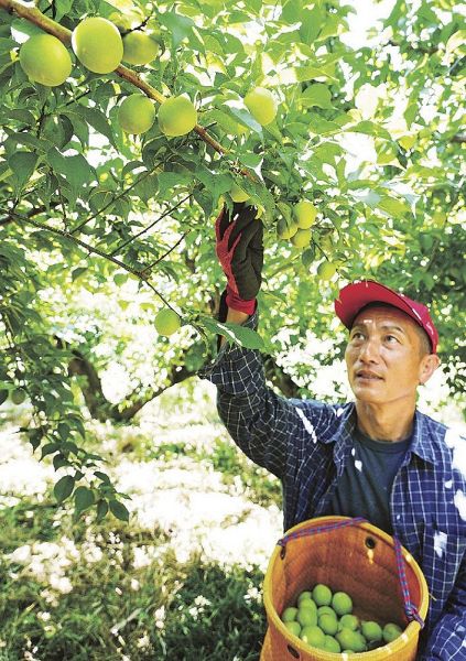 南高梅 収穫真っ盛り　気温高く、前倒し、和歌山紀南地方