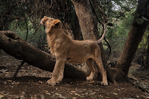 インドのグジャラート州にあるギル国立公園で、若い雄ライオンが、日頃から縄張りのマーキングのために引っかいている木を調べている。（PHOTOGRAPH BY STEVE WINTER）