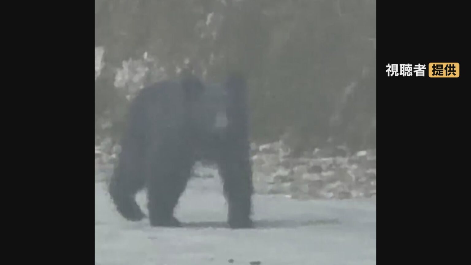 「サルだと思ったらクマだった」 岐阜でクマ目撃 飛騨の「ガッタンゴー」は去年4回中止に… 各地で対策強化（CBCテレビ） - Yahoo!ニュース