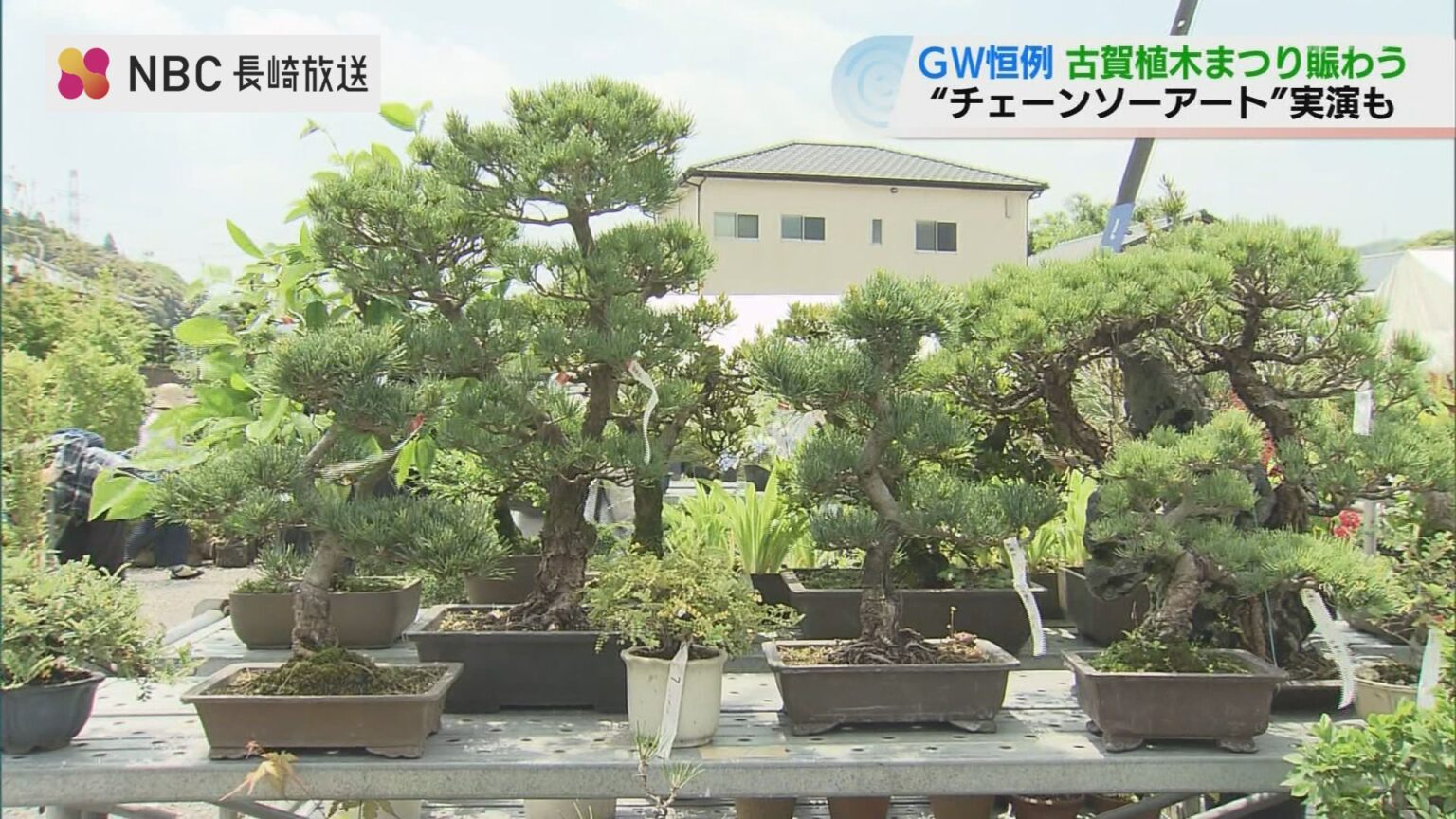 ゴールデンウィーク恒例!400年の伝統を楽しむ「古賀植木まつり」開幕 チェーンソーアートの実演も（NBC長崎放送） - Yahoo!ニュース