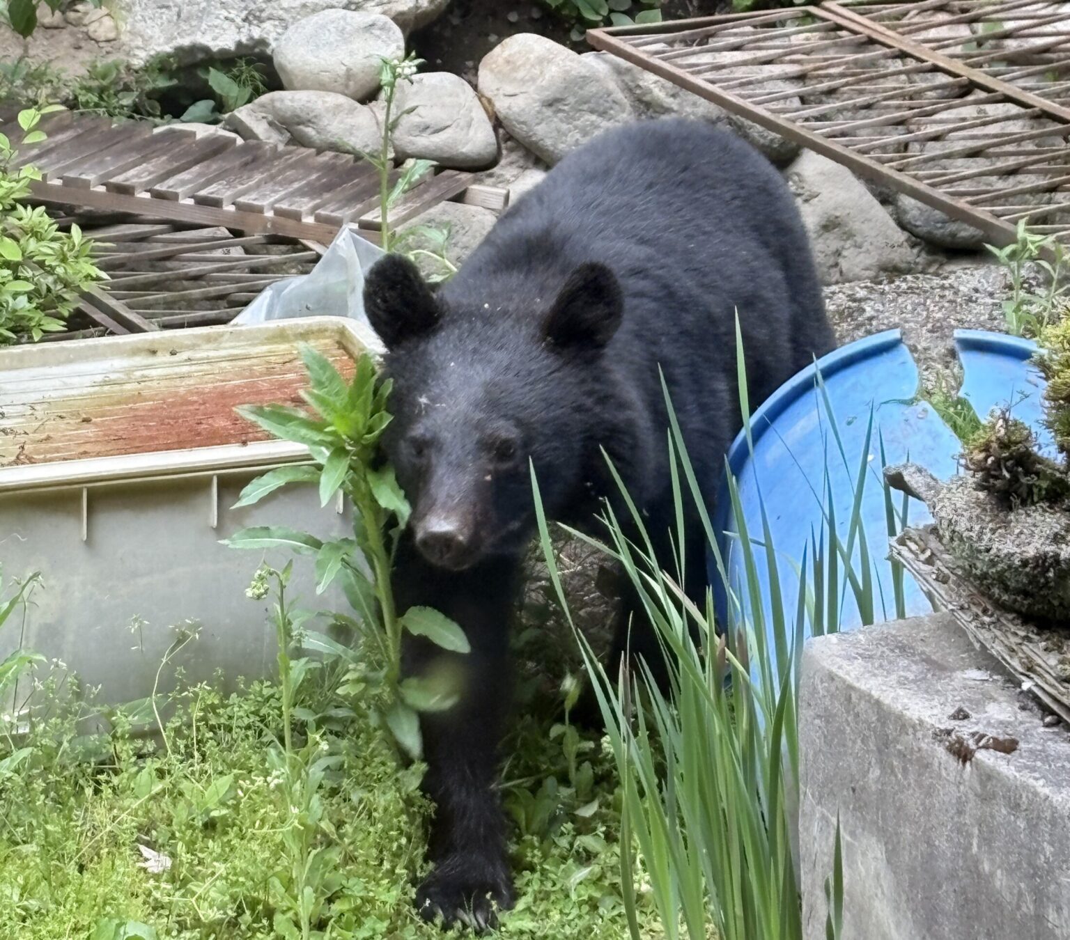 民家の庭に成獣のクマ居座る… 麻酔銃を使って捕獲 人的・物的の被害なし・長野県安曇野市（ＳＢＣ信越放送） - Yahoo!ニュース