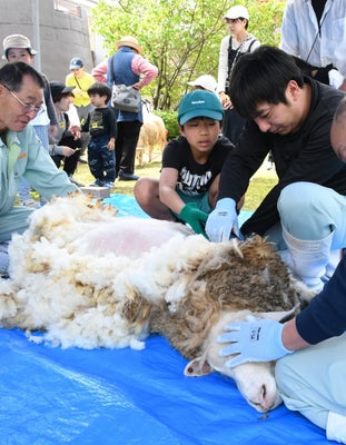ヒツジの毛刈り体験に参加した児童（兵庫県新温泉町で）