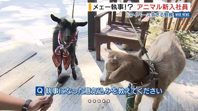 “アニマル新入社員” 執事に2頭の「ヤギ」が就任 マイペースすぎる勤務… 山梨（YBS山梨放送） - Yahoo!ニュース