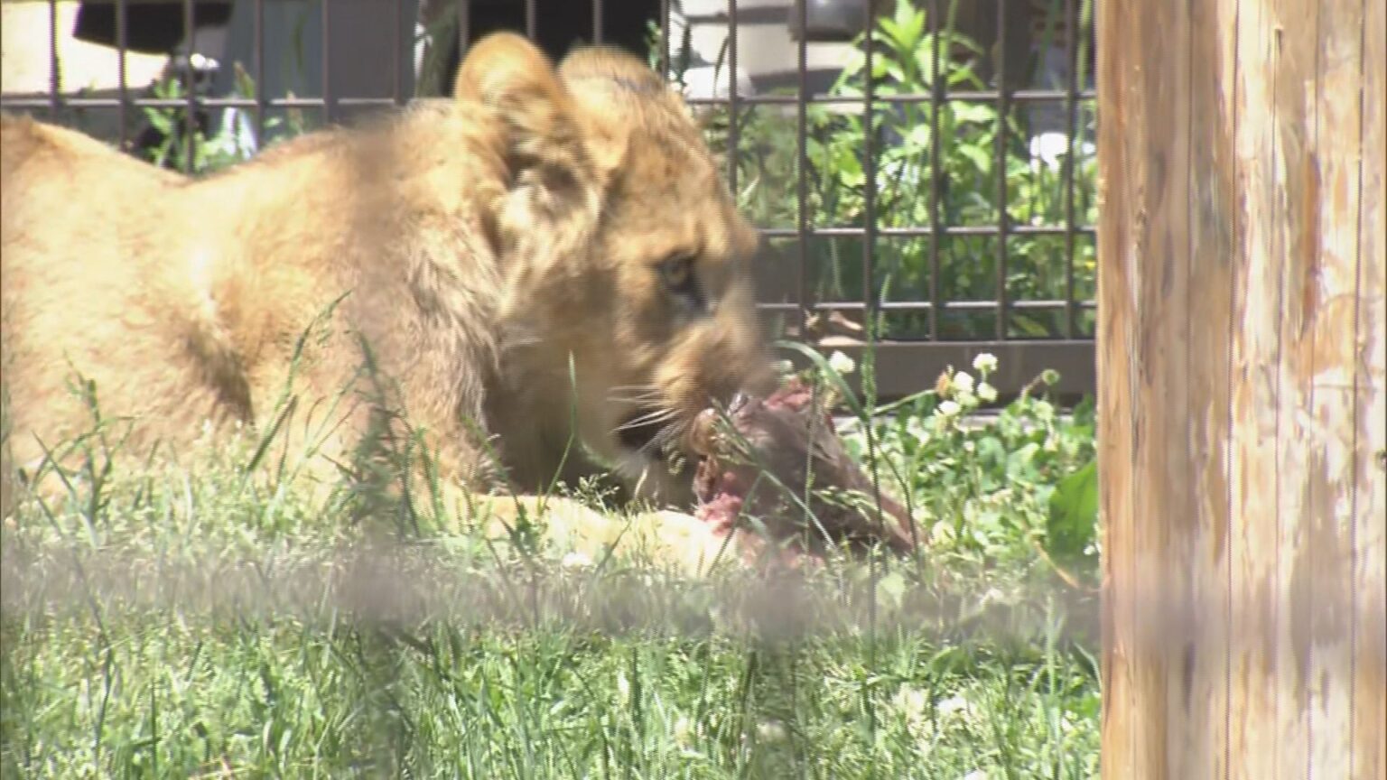 “1年でいちばん混む”こどもの日の動物園 ライオンの食事風景は「迫力ある」 一方キッチンカーには中東情勢の影響が 「のんほいパーク」 愛知・豊橋市（CBCテレビ）