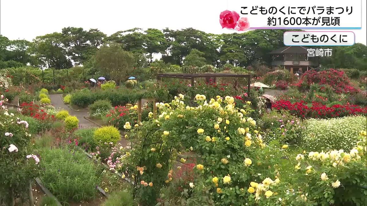 毎年記念撮影をする家族も 宮崎市のこどものくに　バラが見頃に