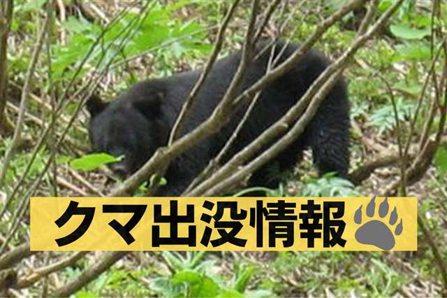 大仙市神宮寺の水路脇にクマ 在宅中の６０代男性が目撃 - 秋田魁新報電子版
