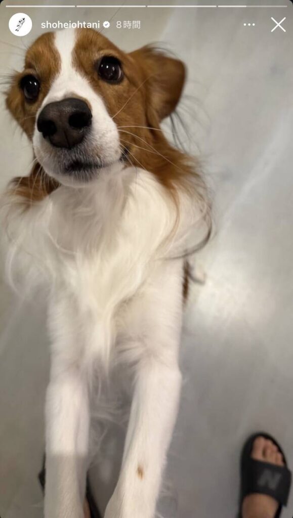 大谷翔平がインスタグラムで公開した愛犬デコピンの最新姿　大谷翔平のインスタグラム（＠ｓｈｏｈｅｉｏｈｔａｎｉ）より