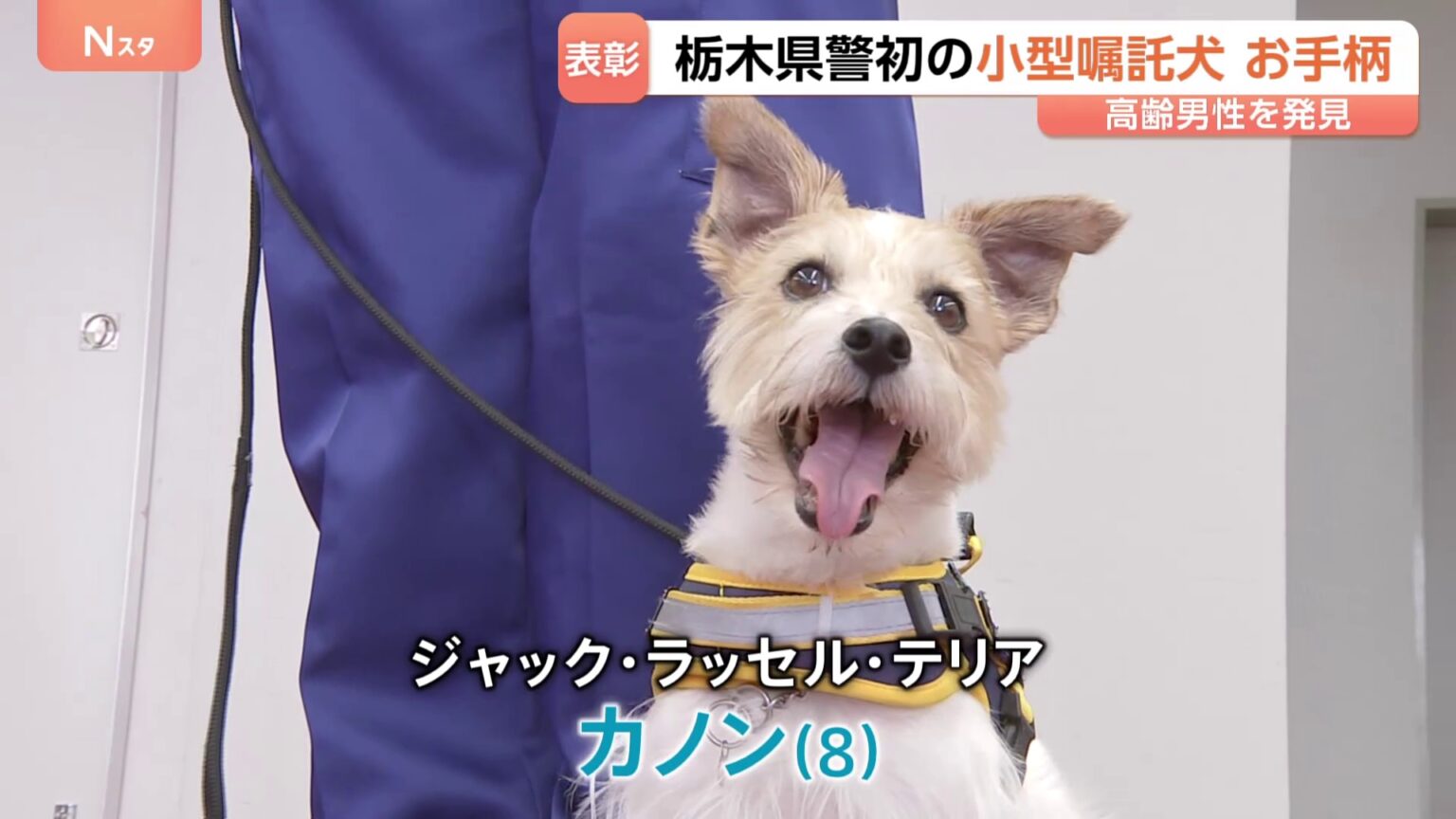 ジャック・ラッセル・テリアの警察犬がお手柄　道に迷った80代男性を発見して表彰　栃木県初の小型警察犬（TBS NEWS DIG Powered by JNN）