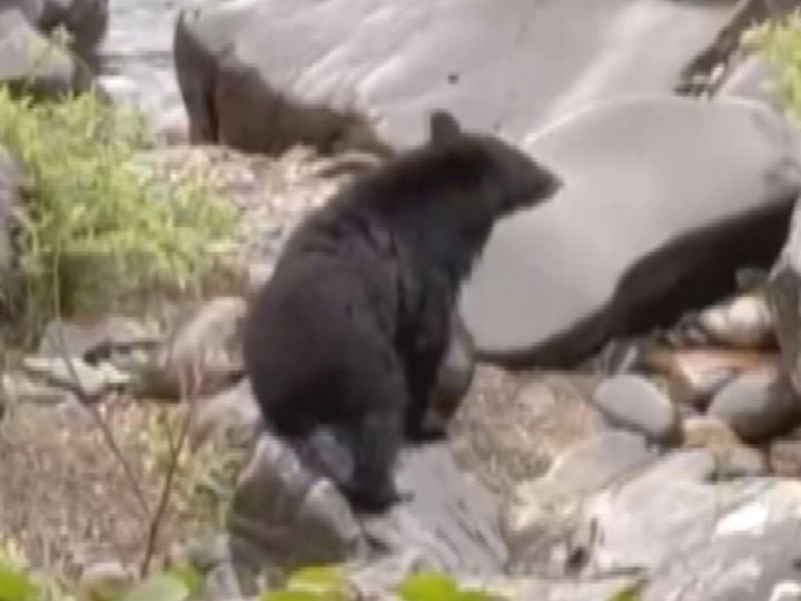 ニワトリが頭から食べられる…クマの目撃相次ぐ岐阜県関市 冬眠明けとレジャーの時期重なり専門家は「遭遇リスク避けて」 | 東海テレビNEWS