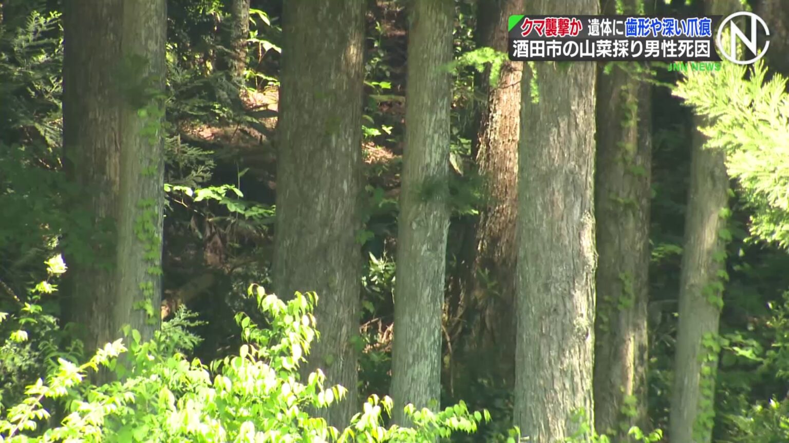 クマが襲ったか、遺体に歯形や深い爪のあと　山中で発見の遺体、山菜採りに出て行方不明の78歳男性と確認  山形・酒田市（TBS NEWS DIG Powered by JNN）