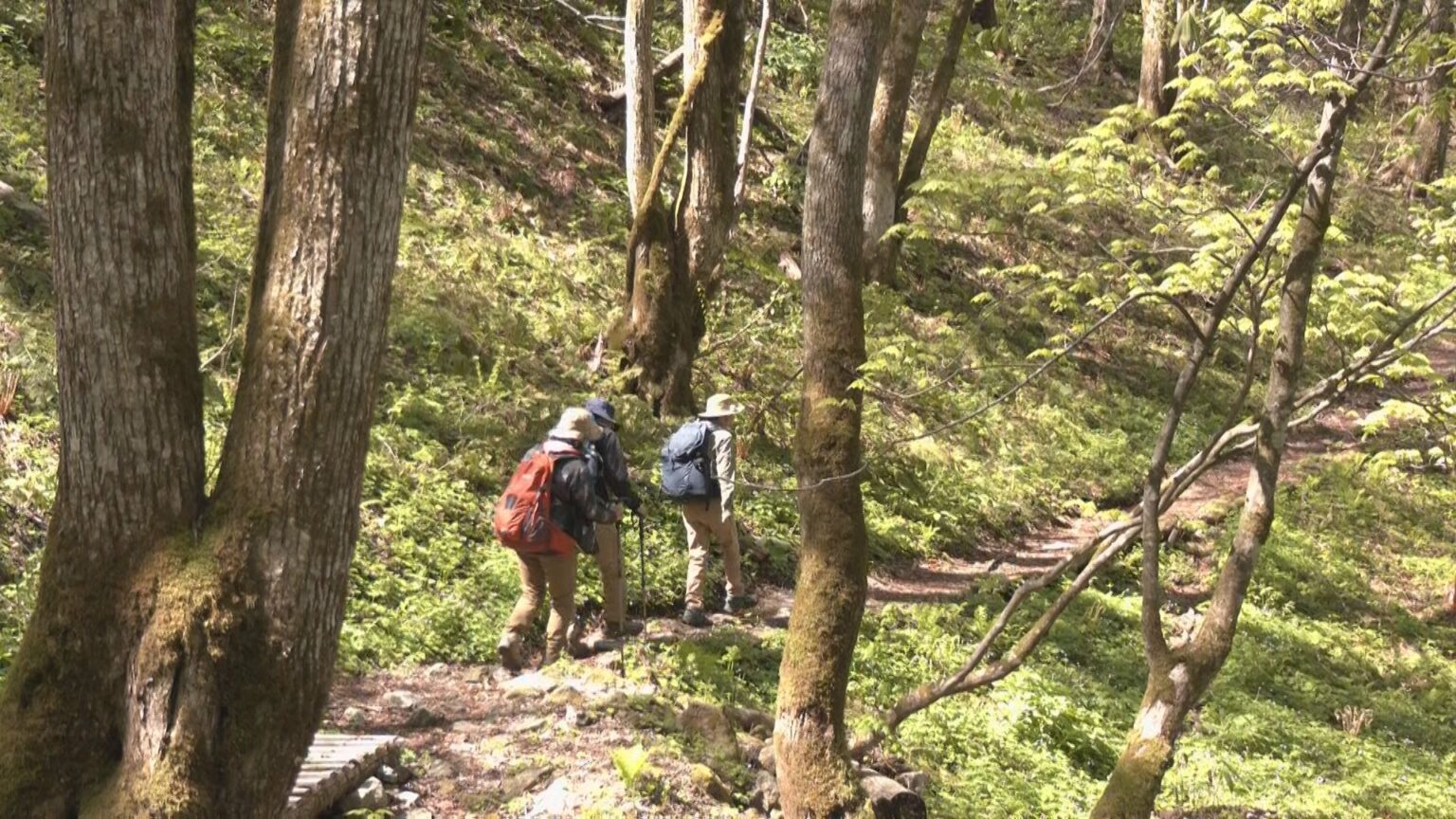“乗鞍最後の秘境”五色ヶ原の森が山開き 例年より10日ほど早く 岐阜・高山市(CBCテレビ) – Yahoo!ニュース “乗鞍最後の秘境”五色ヶ原の森が山開き 例年より10日ほど早く 岐阜・高山市(CBCテレビ) - Yahoo!ニュース