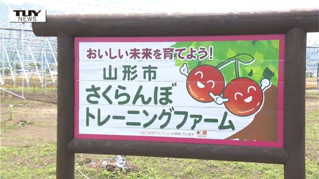 深刻な担い手不足に新たな突破口!さくらんぼ農家を育成する “トレーニングファーム” 開園（山形市）（テレビユー山形） - Yahoo!ニュース