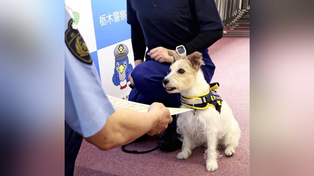 ジャック・ラッセル・テリアの警察犬カノン君、飼い主の「いくよ」で臨戦態勢に…行方不明の高齢男性を発見 – 読売新聞 ジャック・ラッセル・テリアの警察犬カノン君、飼い主の「いくよ」で臨戦態勢に…行方不明の高齢男性を発見 - 読売新聞