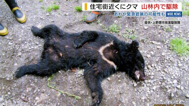 「緊急銃猟もよぎった」住宅街近くにクマ出没 逃げた山林で駆除 県内で今季初 山梨（YBS山梨放送） - Yahoo!ニュース