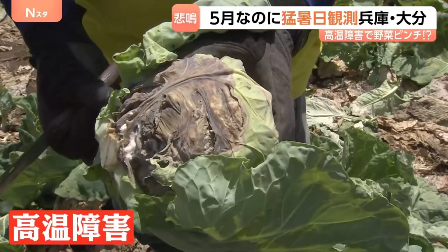 今シーズン初の猛暑日・大分県日田市と兵庫県豊岡市で35.3℃！暑さ前倒しで野菜が悲鳴 キャベツが茶色に…　そんな中、お得な野菜の穴場を発見！「安い！大歓迎」（TBS NEWS DIG Powered by JNN）