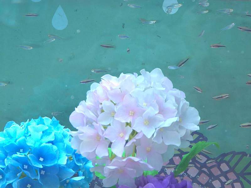 梅雨の季節もお花見を楽しんで 「梅雨を彩るあじさい色の魚たち」 アクア・トトぎふ テーマ水槽 岐阜県各務原市(ぎふチャンDIGITAL) – Yahoo!ニュース 梅雨の季節もお花見を楽しんで 「梅雨を彩るあじさい色の魚たち」 アクア・トトぎふ テーマ水槽 岐阜県各務原市(ぎふチャンDIGITAL) - Yahoo!ニュース
