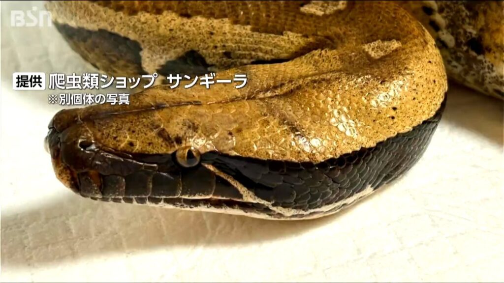 ホームセンターから脱走した全長1m超のヘビ 臨時休業で捜索もいまだ見つからず 新潟・上越市(BSN新潟放送) – Yahoo!ニュース ホームセンターから脱走した全長1m超のヘビ 臨時休業で捜索もいまだ見つからず 新潟・上越市(BSN新潟放送) - Yahoo!ニュース