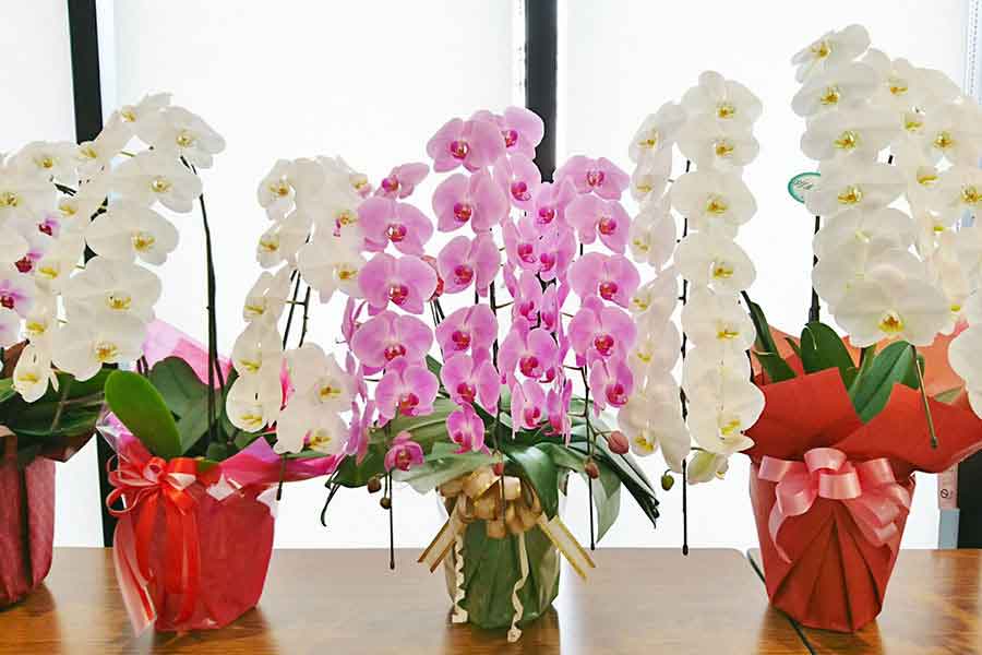 豪華な胡蝶蘭の鉢植えの価格に驚愕（写真はイメージ）【写真：写真AC】