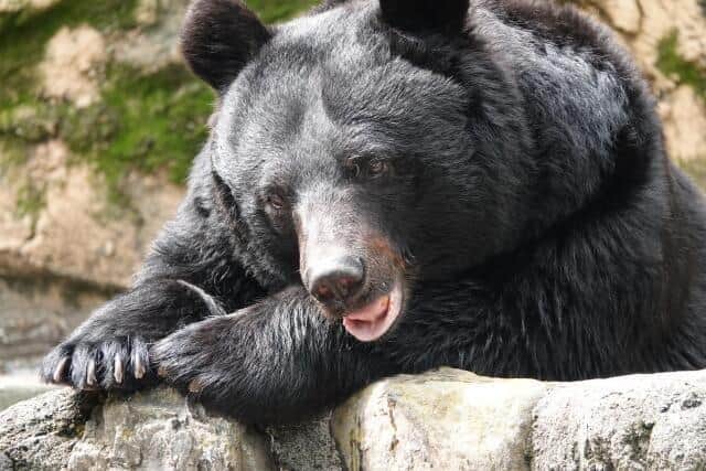 奥多摩で下半身だけの遺体発見、クマによる被害か 「対策をとらなければ将来的に府中あたりまで…」専門家の見方 – Yahoo!ニュース 奥多摩で下半身だけの遺体発見、クマによる被害か 「対策をとらなければ将来的に府中あたりまで...」専門家の見方 - Yahoo!ニュース