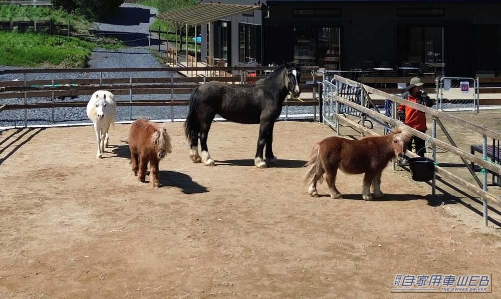 【車中泊旅行におススメ! RVパーク最新情報】「乗馬体験やドッグラン、カフェを備えた”馬と波音に癒される” RVパーク」 ~ 茨城県ひたちなか市/RVパークA-VILLAGE~(月刊自家用車WEB) 【車中泊旅行におススメ! RVパーク最新情報】「乗馬体験やドッグラン、カフェを備えた”馬と波音に癒される” RVパーク」 ~ 茨城県ひたちなか市/RVパークA-VILLAGE~(月刊自家用車WEB)