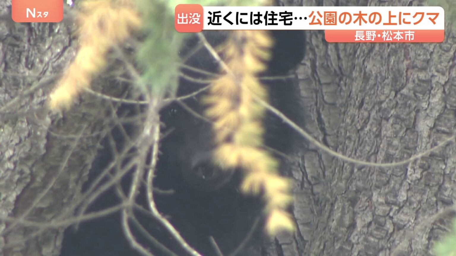 長野・松本市の公園 木の上でクマ見つかり捕獲　きのうから周辺で目撃情報相次いでいた（TBS NEWS DIG Powered by JNN）
