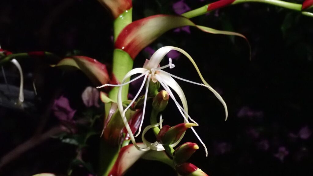 名古屋・東山動植物園で11年ぶりに開花「ミカドアナナス」 どんな植物?次に見られるのも10年以上先…!? ブラジル固有 巨大なパイナップル科の植物 名古屋・東山動植物園(CBCテレビ) 名古屋・東山動植物園で11年ぶりに開花「ミカドアナナス」 どんな植物?次に見られるのも10年以上先…!? ブラジル固有 巨大なパイナップル科の植物 名古屋・東山動植物園(CBCテレビ)