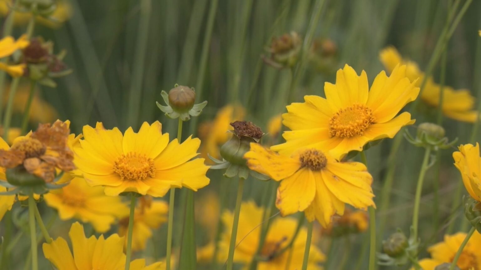 繁殖力が強い黄色の花「オオキンケイギク」 特定外来生物から在来種を守るため約200人が駆除活動 愛知・みよし市(CBCテレビ) – Yahoo!ニュース 繁殖力が強い黄色の花「オオキンケイギク」 特定外来生物から在来種を守るため約200人が駆除活動 愛知・みよし市(CBCテレビ) - Yahoo!ニュース