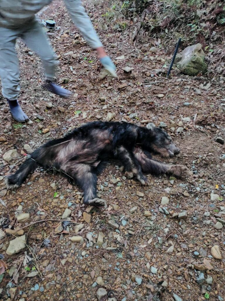 浜松市浜名区でクマ1頭を猟友会が駆除 5月に入りクマの目撃相次ぐ=静岡県(静岡放送(SBS)) – Yahoo!ニュース 浜松市浜名区でクマ1頭を猟友会が駆除 5月に入りクマの目撃相次ぐ=静岡県(静岡放送(SBS)) - Yahoo!ニュース