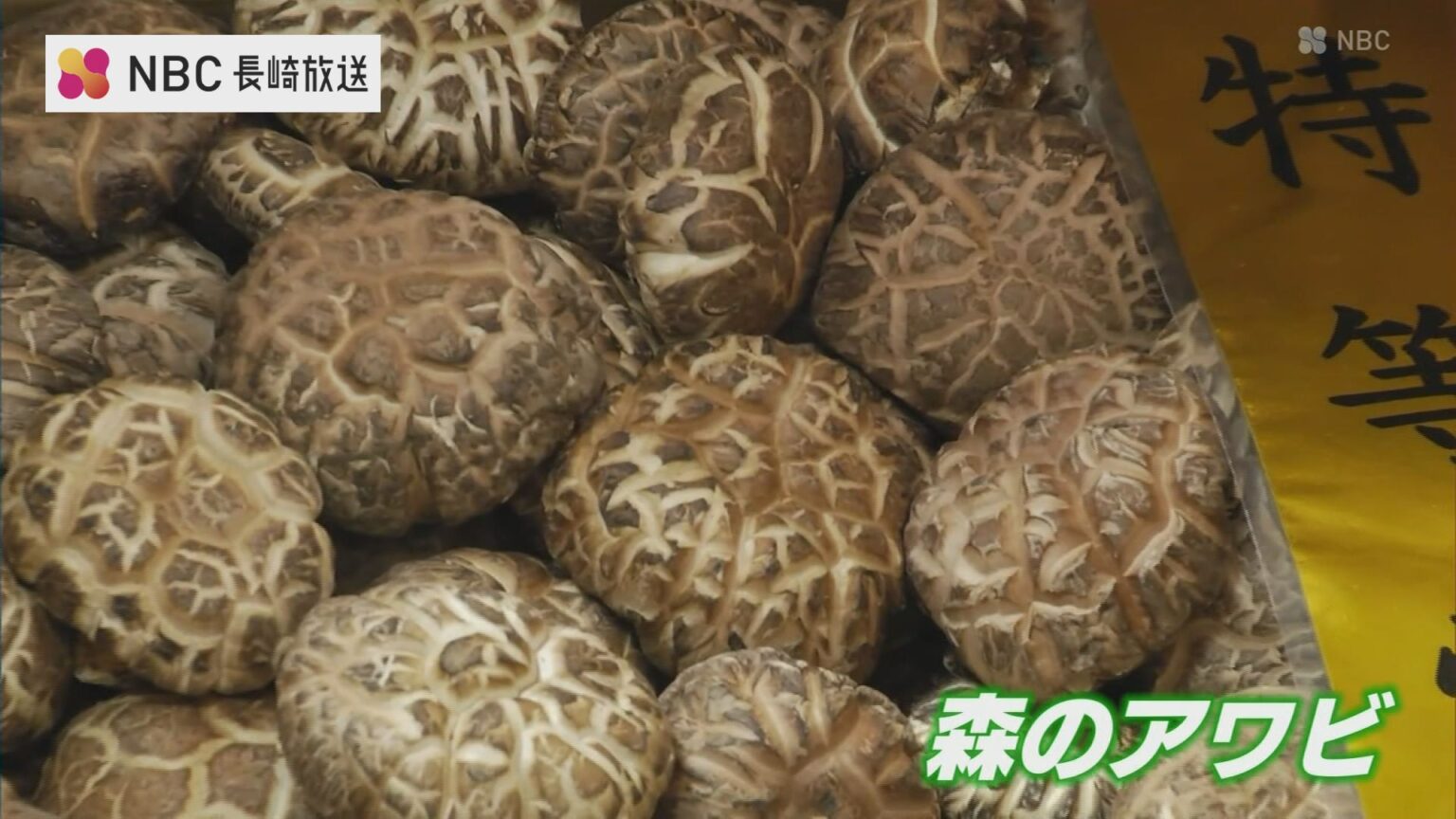肉厚で歯ごたえ抜群「森のアワビ」対馬の乾しいたけが勢揃い 品評会で157点の出来栄え競う【長崎】（NBC長崎放送） - Yahoo!ニュース
