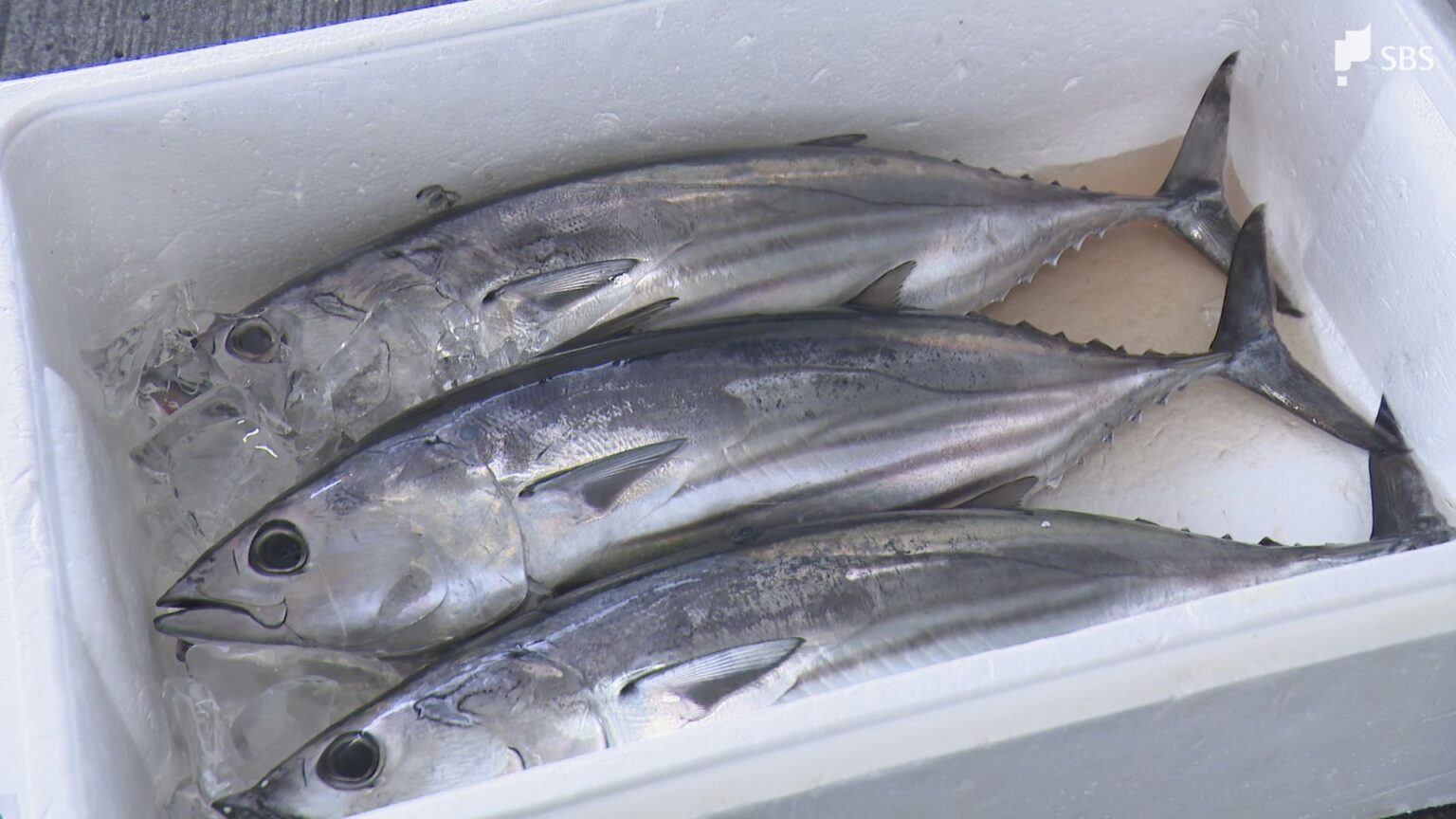 獲りに行きたくても足を伸ばせない…静岡県内で「もちがつお」が不漁に 中東情勢による燃料高騰が影響(静岡放送(SBS)) – Yahoo!ニュース 獲りに行きたくても足を伸ばせない...静岡県内で「もちがつお」が不漁に 中東情勢による燃料高騰が影響(静岡放送(SBS)) - Yahoo!ニュース