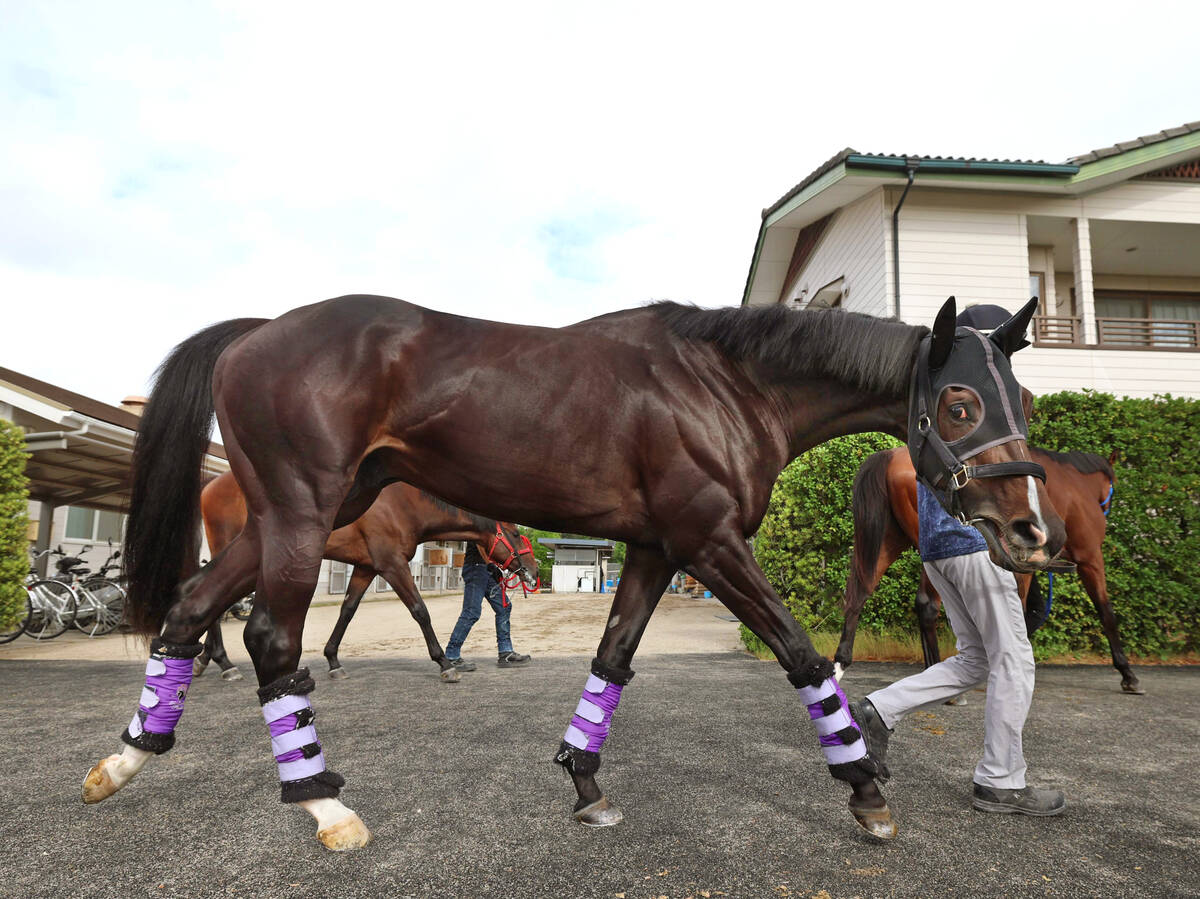 厩舎周りを引き運動で調整されたエムズビギン（カメラ・高橋　由二）