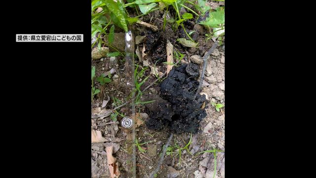 「こどもの国」芝生広場にクマのフンか 職員が見つけ立ち入り禁止に 山梨・甲府市(YBS山梨放送) – Yahoo!ニュース 「こどもの国」芝生広場にクマのフンか 職員が見つけ立ち入り禁止に 山梨・甲府市(YBS山梨放送) - Yahoo!ニュース