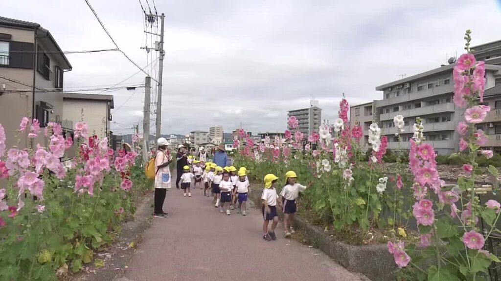 《夏の訪れを告げる花 タチアオイ》高知市の江ノ口川沿いで見頃【高知】(2026年5月20日掲載)|RKC NEWS NNN 共有