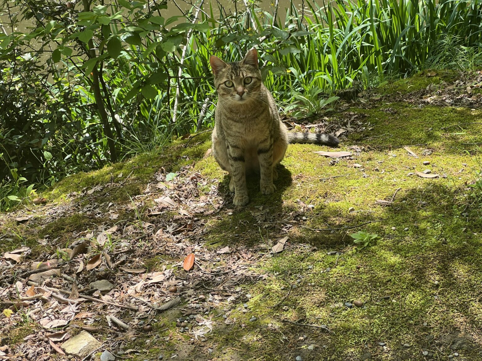 【京都産業大学】― 学生がつくる、猫と共生するキャンパス ―学生主体による「まちねこ活動」京都産業大学ボランティア団体「むすびねこ」本格始動！ - 大学プレスセンター