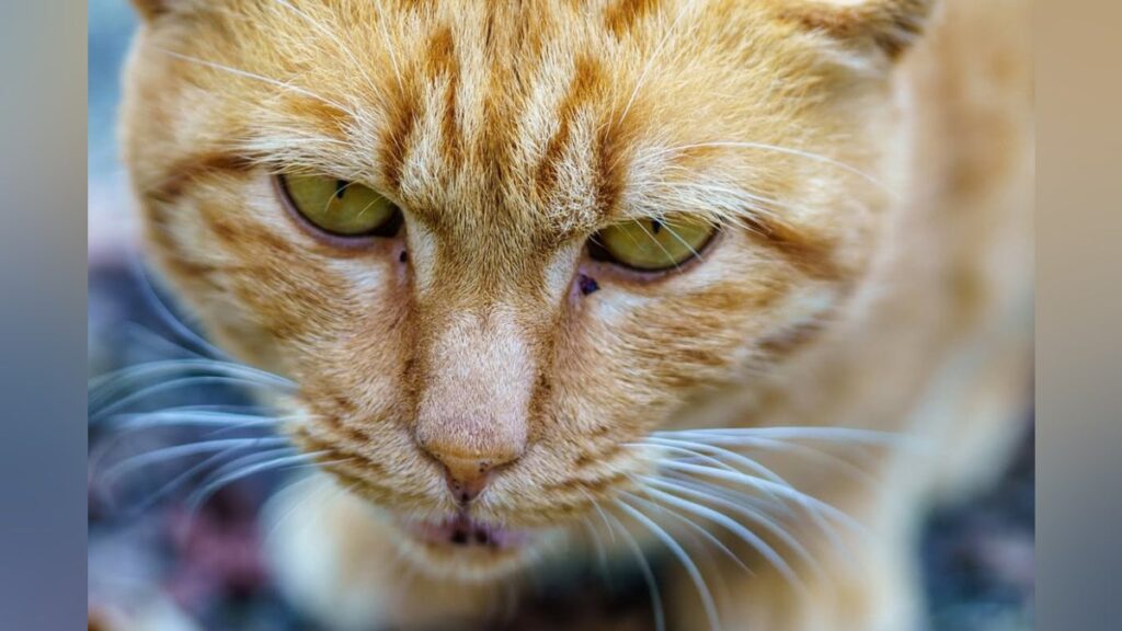 【21匹 お外で過ごす猫を助けたい/命を繋げたい】長崎 継続活動 - CAMPFIRE (キャンプファイヤー)