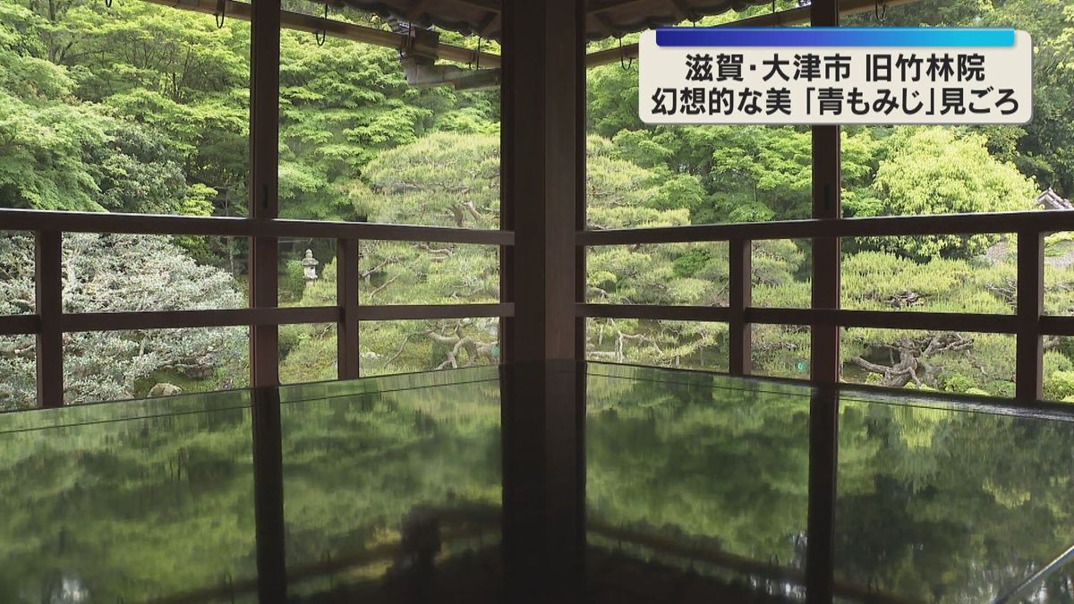 「反射する景色が本当にきれい」机に映りこむ幻想的な新緑『青もみじ』見ごろ　滋賀県大津市の旧竹林院
