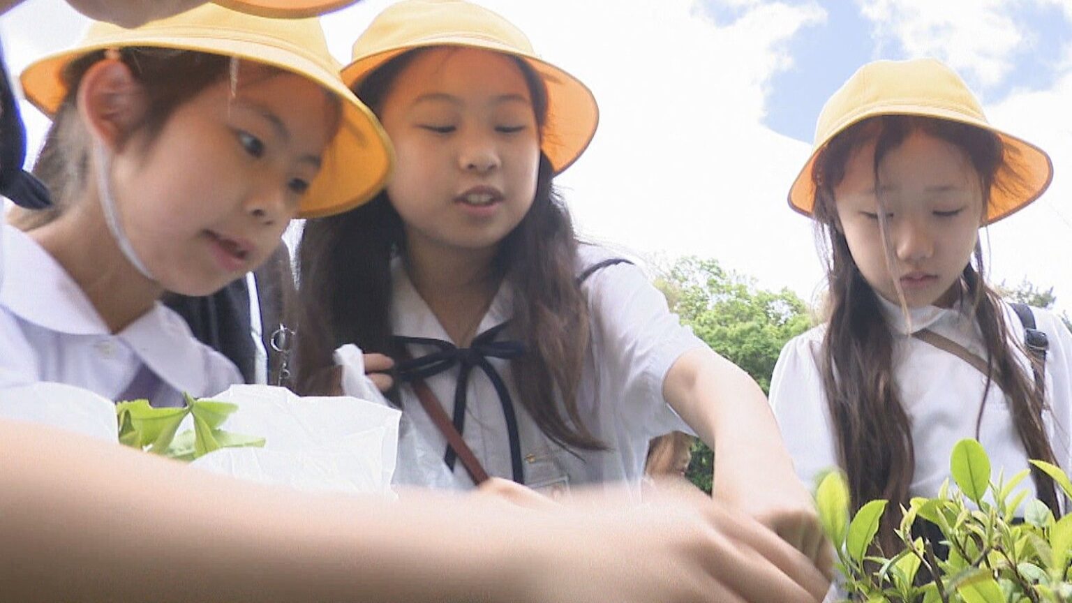 八十八夜に合わせ　栗林公園で小学生が茶摘み体験　「みんなでおいしいねと言いながら飲みたい」　高松市 | KSBニュース | KSB瀬戸内海放送