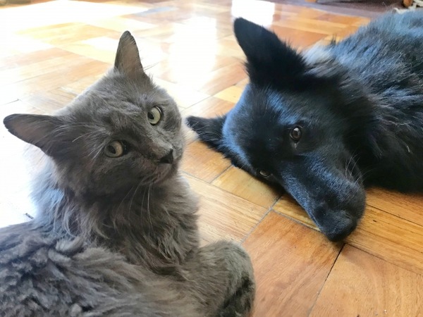 にいがた犬の陣 × 猫の陣 2026春