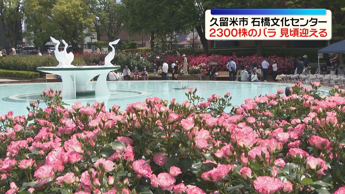 バラフェア　500品種・2300株が見頃　福岡・石橋文化センター
