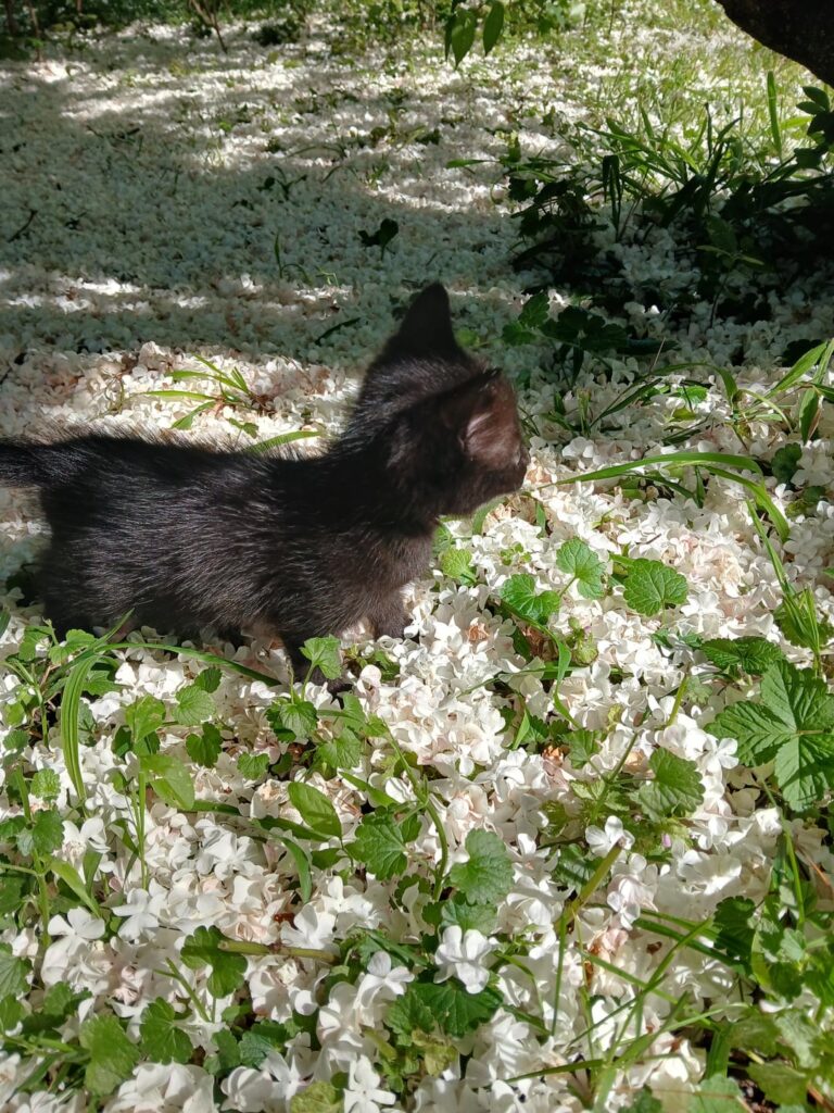 子猫