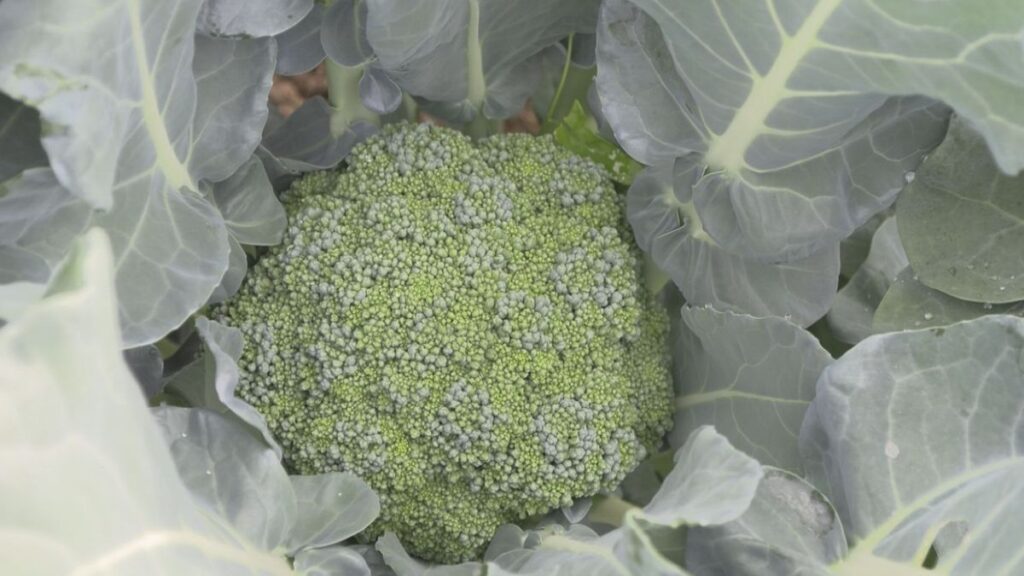今年度から国の指定野菜に 春ブロッコリーの収穫始まる 農家は消費拡大を期待 鯖江市で栽培が盛ん(2026年5月27日掲載)|FBC NEWS NNN 共有