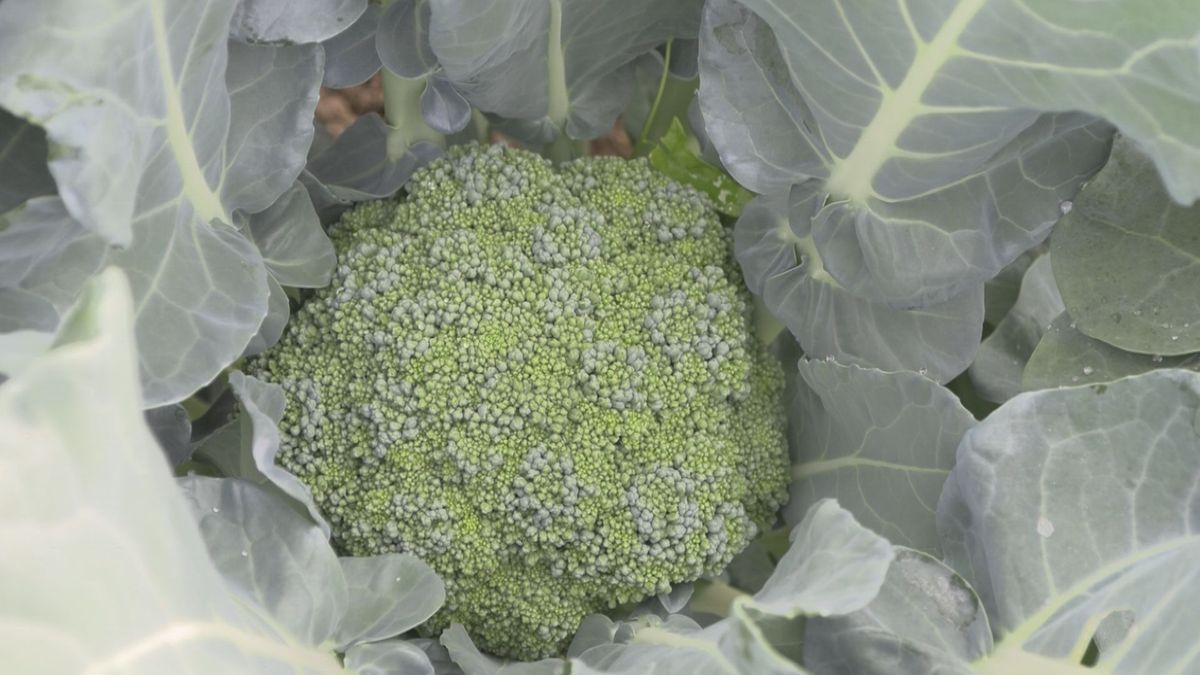 今年度から国の指定野菜に 春ブロッコリーの収穫始まる 農家は消費拡大を期待 鯖江市で栽培が盛ん