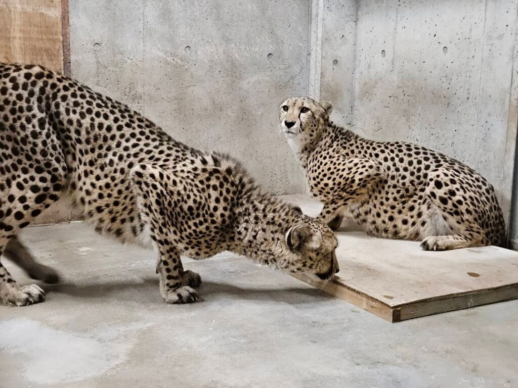 【群馬サファリパーク】希少動物のチーター2 頭を受け入れ | 群馬サファリ・ワールド株式会社のプレスリリース 【群馬サファリパーク】希少動物のチーター2 頭を受け入れ | 群馬サファリ・ワールド株式会社のプレスリリース