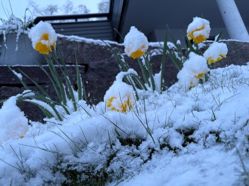 雪とうーん