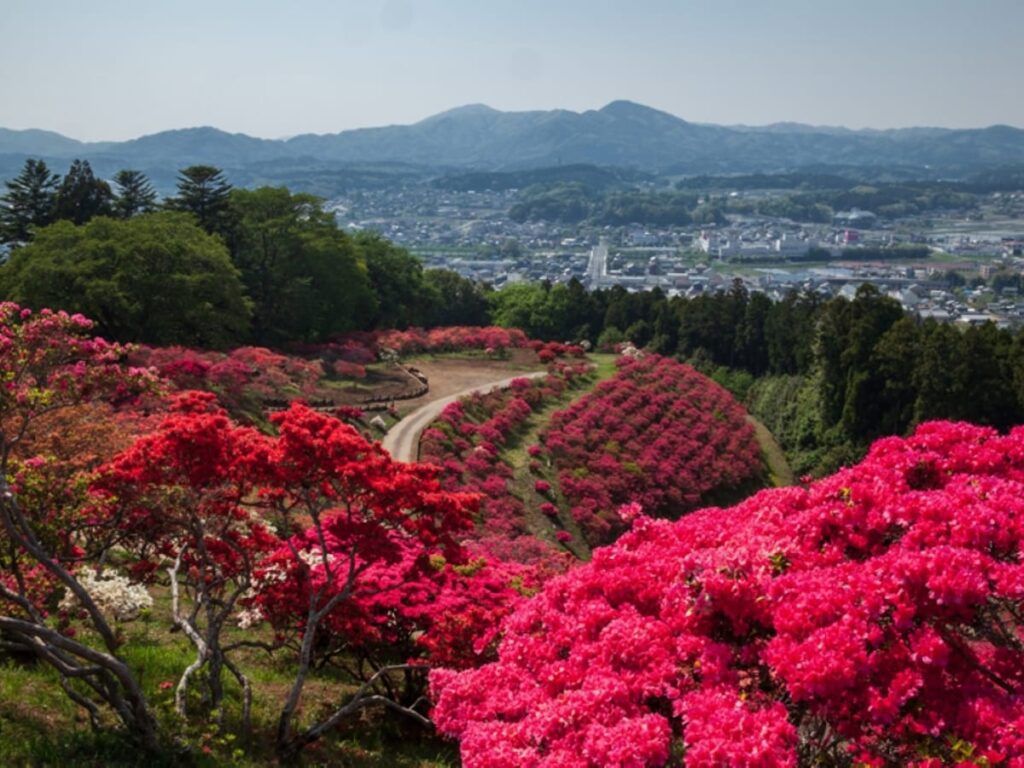 【茨城県】絶景つつじ、ボタン桜、日本三名園。季節の花を楽しめる公園3選 – All About ニュース 【茨城県】絶景つつじ、ボタン桜、日本三名園。季節の花を楽しめる公園3選 - All About ニュース
