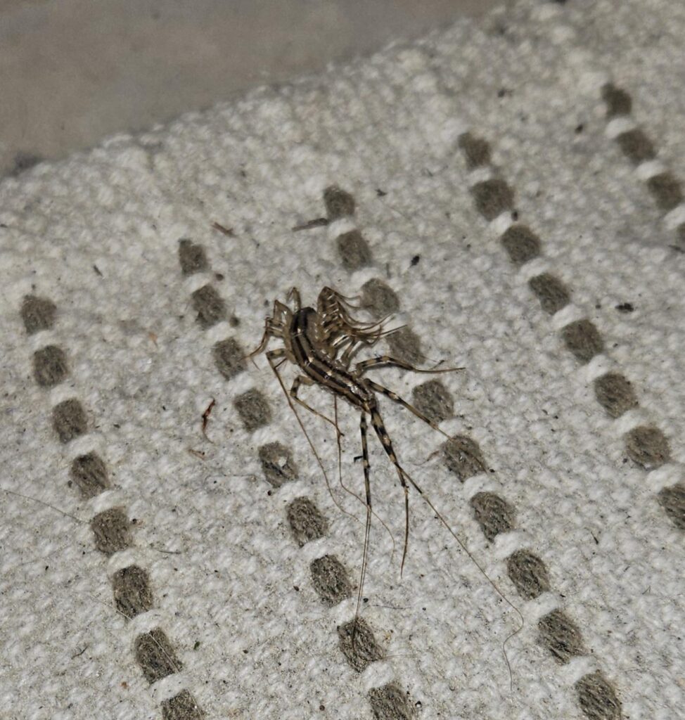 一体どんな生き物が私の足をひっかいたのか、誰か教えてもらえませんか？