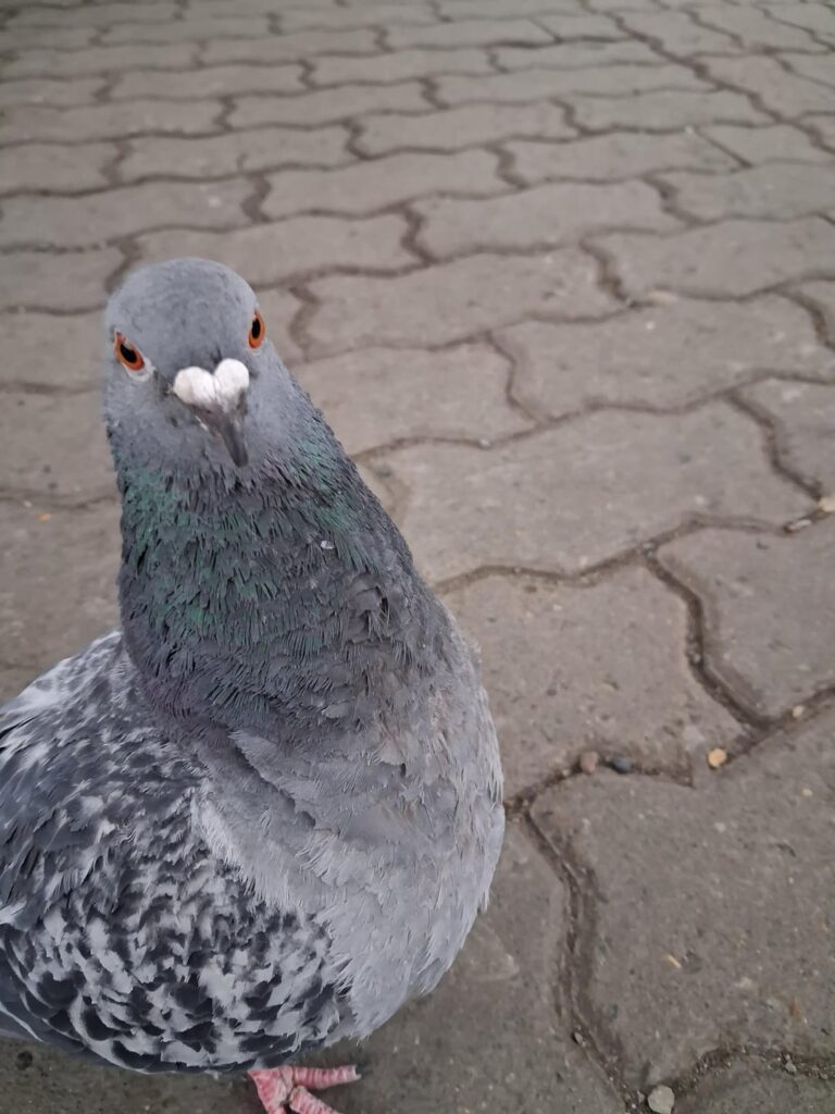 ピゲオン