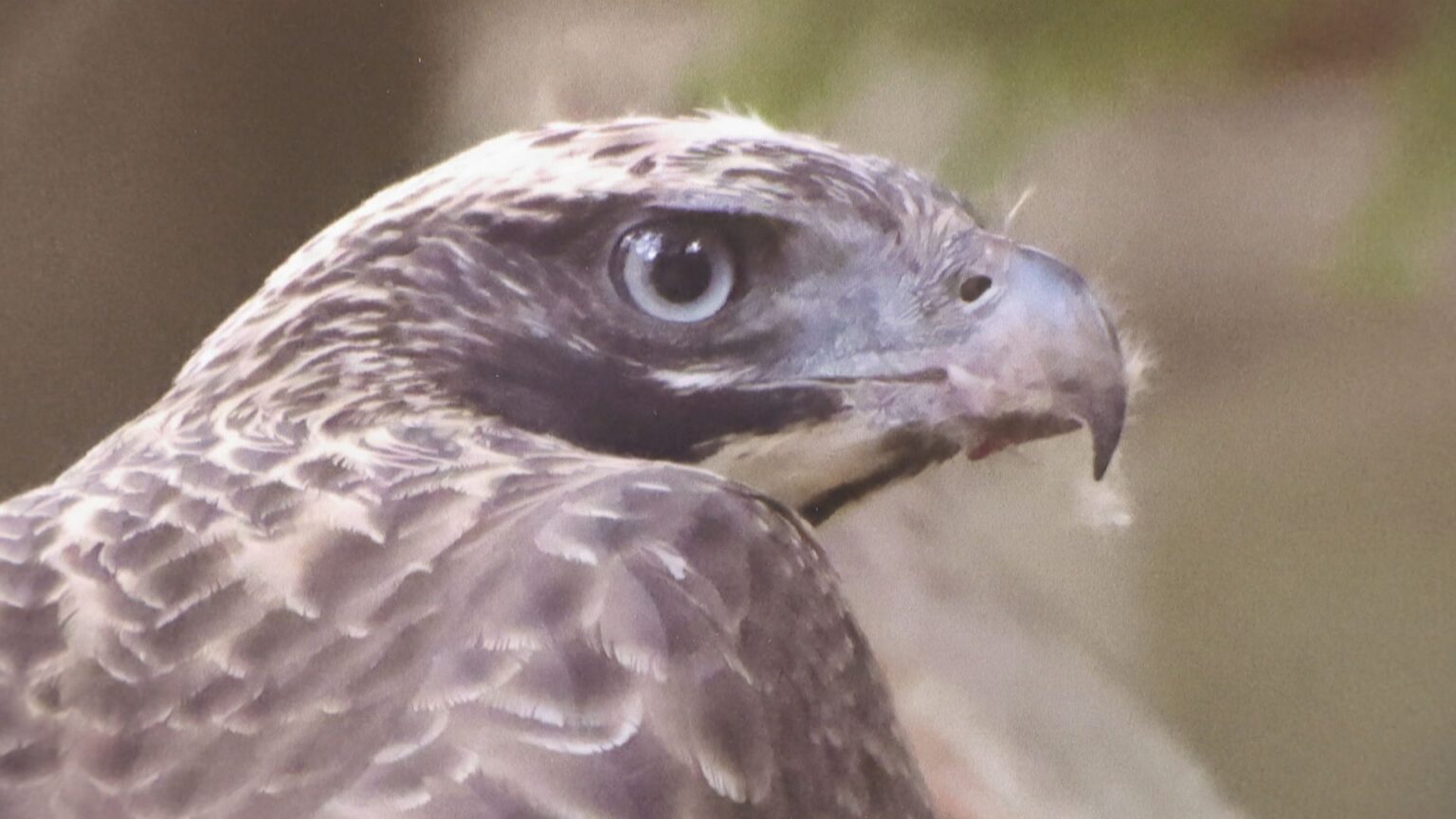 野鳥の魅力を感じて　愛鳥週間に合わせて岡山市で写真展　生息が危ぶまれる猛禽類など約50点 | KSBニュース | KSB瀬戸内海放送
