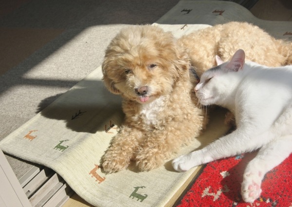 にいがた犬の陣 × 猫の陣 2026春